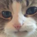 meow1 meow1