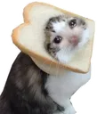 SadToast SadToast