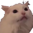 catNY