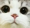 ty