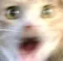 woh