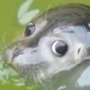 stare stare