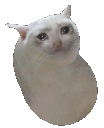 :SadCatBean: Discord Emote