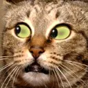 CatWut