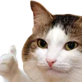 thumbsup thumbsup