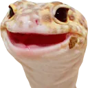 geckChamp geckChamp