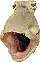 bogchamp bogchamp