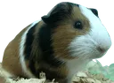 pete pete