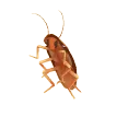 RoachDance