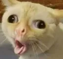CatCough