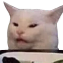 saladcat