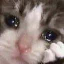 PNAcatsad