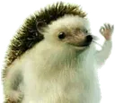 hedgehog