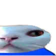 funnycat2 funnycat2