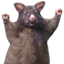 wahoorat