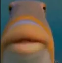 Helo