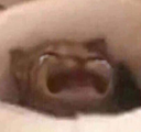 :RFcatcry: Discord Emote