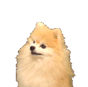 dogegif Discord Emoji