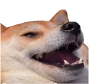 Doggolul Discord Emoji