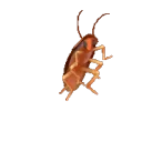 CUCURACHA