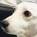 sad_doggo