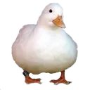 fatduck