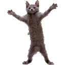 catDance