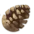 pinecone