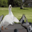 :wedancinrnatm:
