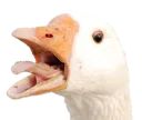 thegooselord