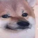 doge1