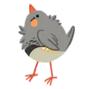 crazyfinch