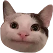PoliteCat PoliteCat