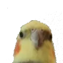 birb