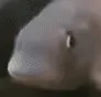 HmmmFish