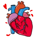 heart