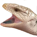 sambaScrem