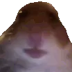 bruhevolve