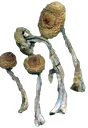 drugshrooms