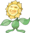 daisunflora