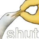 shut shut