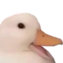 omgduck