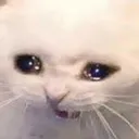 dbt_catscream