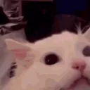 MMMRRRROOWW