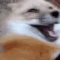 kekdogefox