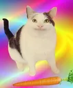 gooblayer