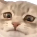 DepressedCat