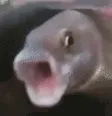 fishREEE
