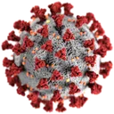 coronavirus coronavirus