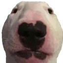 walter